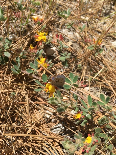 iNaturalist observation photo of Acmon Blue