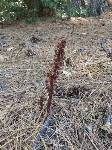 iNaturalist observation photo of woodland pinedrops