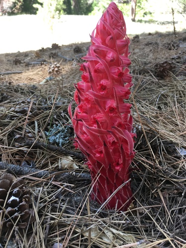 iNaturalist observation photo of Snowplant