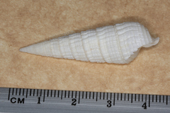 Rhinoclavis aspera