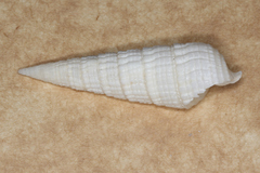 Rhinoclavis aspera