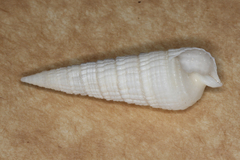 Rhinoclavis aspera