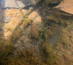 Thiaridae