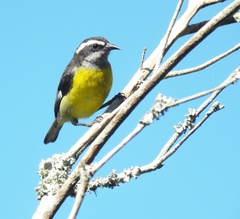 Coereba flaveola