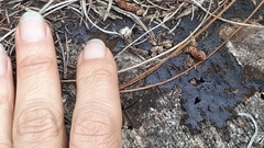 Cribraria argillacea