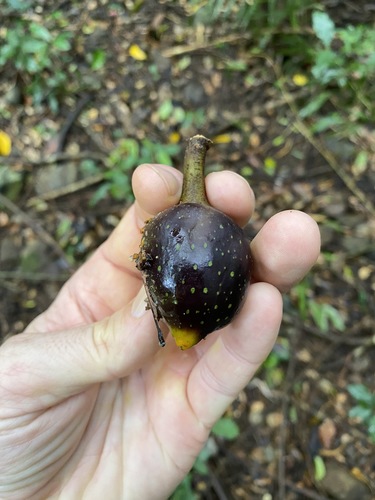 Image of Ficus watkinsiana by (c) Greg Tasney, some rights reserved (CC BY-SA)