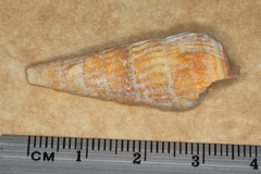 Rhinoclavis aspera