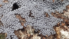 Cribraria argillacea