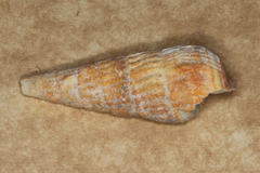 Rhinoclavis aspera