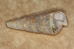 Rhinoclavis aspera