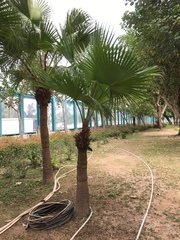 Livistona chinensis