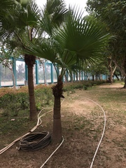 Livistona chinensis