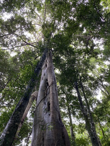 Image of Ficus watkinsiana by (c) Greg Tasney, some rights reserved (CC BY-SA)