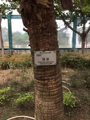 Livistona chinensis