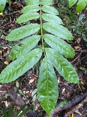 Dysoxylum fraserianum