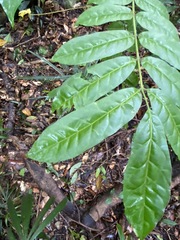 Dysoxylum fraserianum