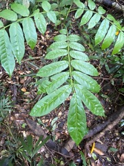 Dysoxylum fraserianum