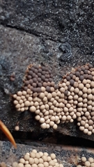 Cribraria argillacea
