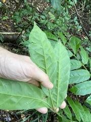 Dysoxylum fraserianum