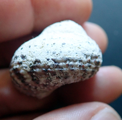 Modelia granosa