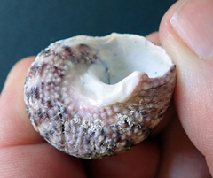 Modelia granosa