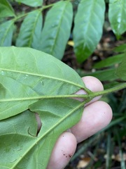 Dysoxylum fraserianum