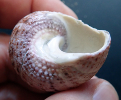 Modelia granosa