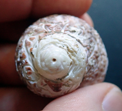 Modelia granosa