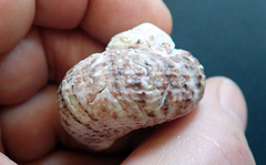 Modelia granosa