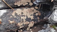 Cribraria argillacea