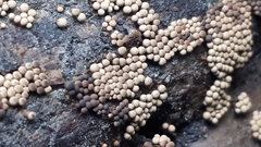 Cribraria argillacea