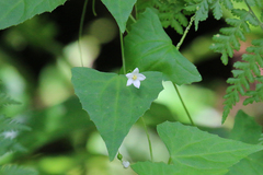 Zehneria cunninghamii