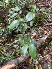Endiandra discolor