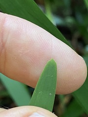 Romnalda strobilacea