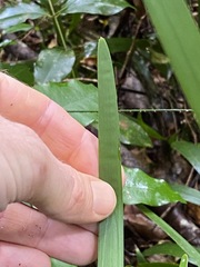 Romnalda strobilacea
