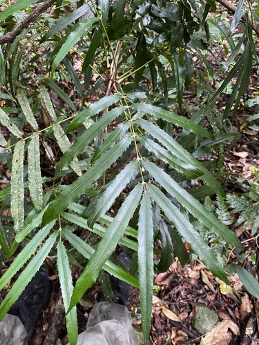 Akania bidwillii (Akania bidwillii)
