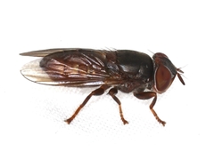 Duomyia