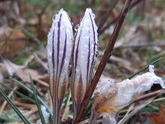 Crocus variegatus