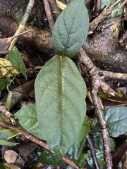 Aristolochia praevenosa