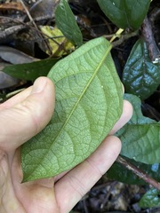 Aristolochia praevenosa