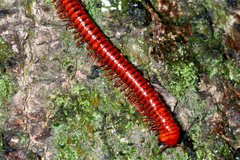 Centrobolus anulatus