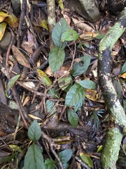 Aristolochia praevenosa