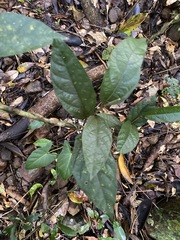 Aristolochia praevenosa