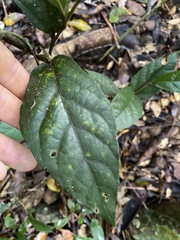 Aristolochia praevenosa