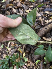 Aristolochia praevenosa