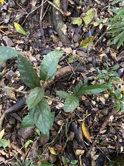 Aristolochia praevenosa
