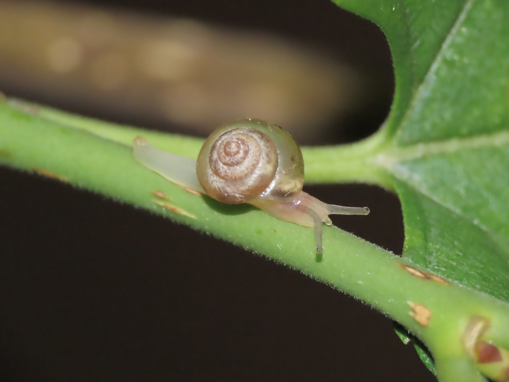 Parasitala