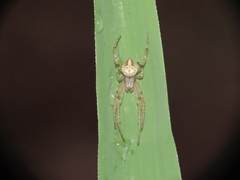 Neoscona theisi