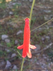Penstemon miniatus apateticus