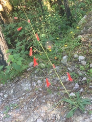 Penstemon miniatus apateticus